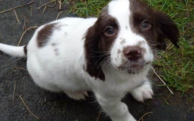Baxter Spaniel puppy sitting