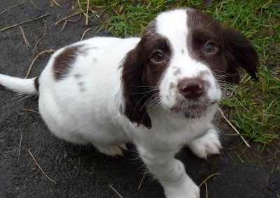 Spaniel puppy sitting