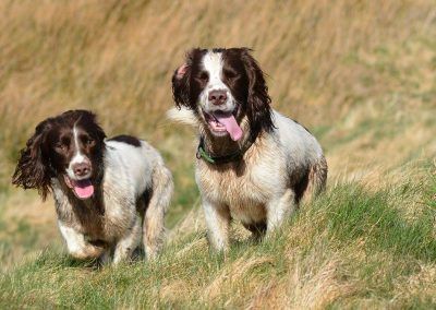baxter and bruno