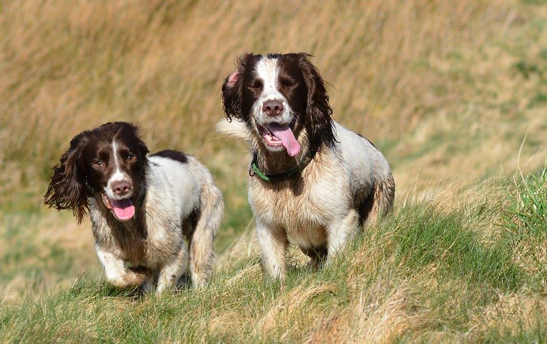 baxter and bruno