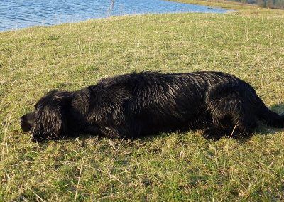 black springer spaniel lying down