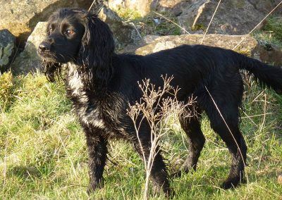 black working cocker spaniel