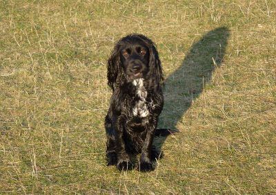 black working spaniel sitting