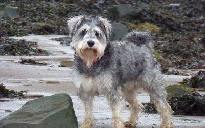 Lola! blue miniature schnauzer
