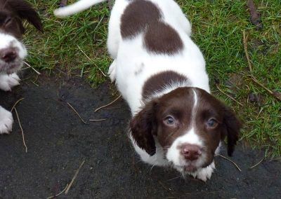 Bruno the springer spaniel puppy