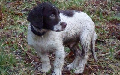 All wet and dirty! wet springer spaniel puppy