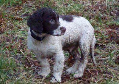wet springer spaniel puppy