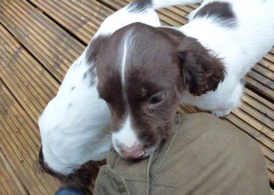 Puppy finds treats!