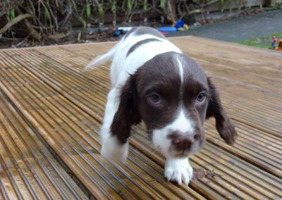 Bruno the springer spaniel puppy