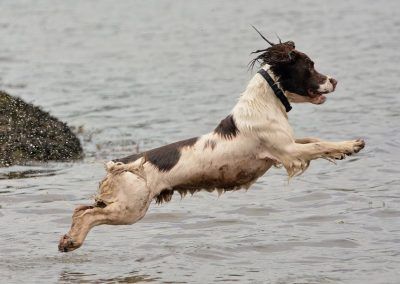 Springer spaniel diving into water
