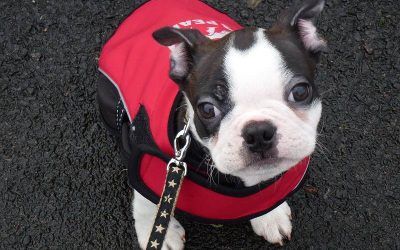 Buddy! buddy the boston terrier puppy