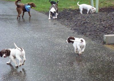 dog walking at parklea in the rain