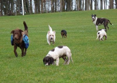 dog walking at the parklea playing fields