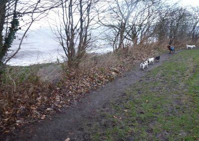dog walking in stormy weather