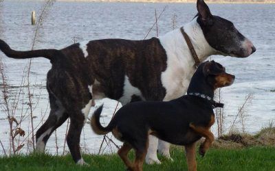 Wilfred and Chilli dogs walking alongside river clyde