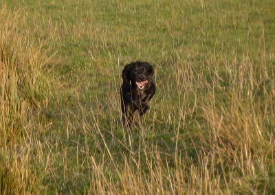 duffy the black spaniel running