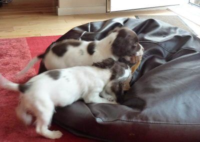 PLaying on their bean bag!
