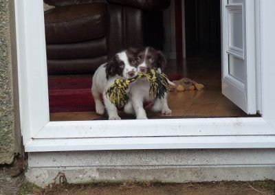 puppies sharing their toys