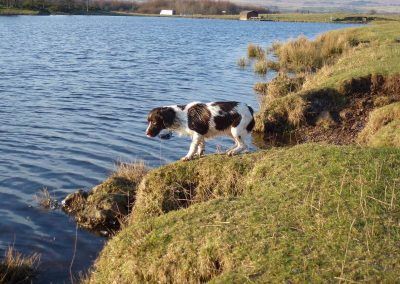 spaniel at waters edge