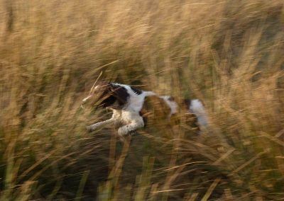 spaniel flushing