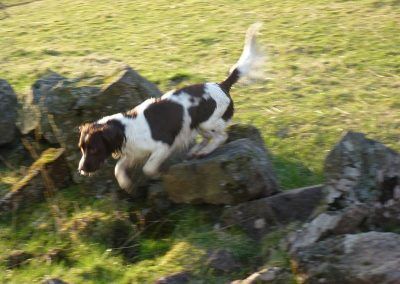 spaniel jumping over wall