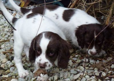 Springer spaniel pups