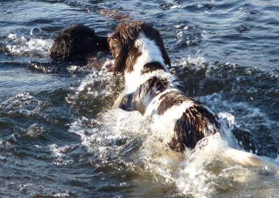 spaniels swimming