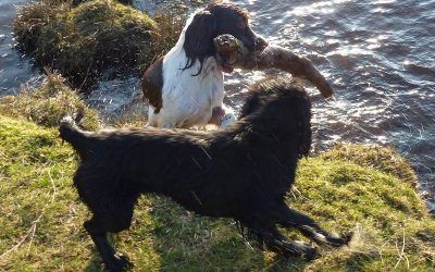 Daisy with her stick! spaniels with stick