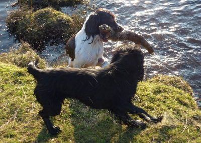 spaniels with stick