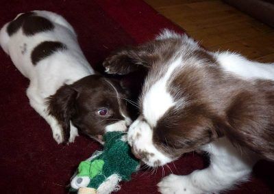 springer spaniel puppies