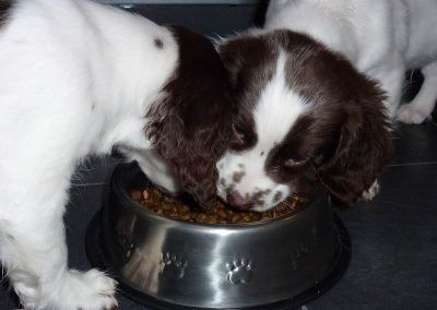 puppies eating