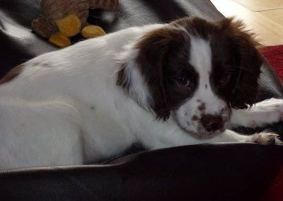 Resting puppy