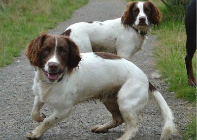 springer spaniels