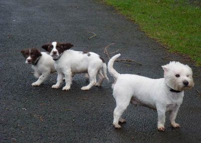 windy dog walking