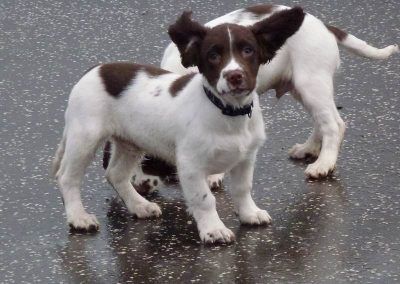 pups in windy weather