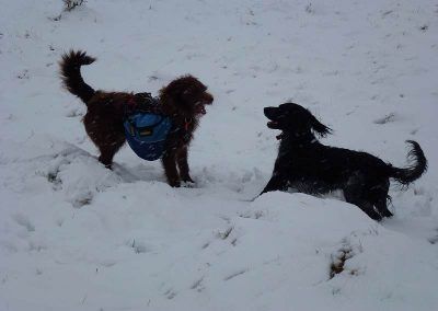 dogs playing in snow
