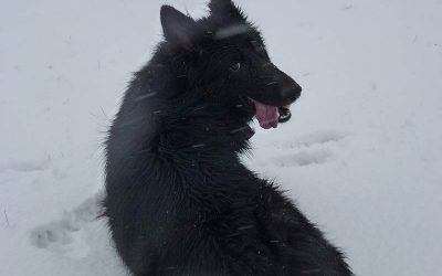 Skye waiting for Jack to come up from the Clyde where he'll get jumped! german shepherd in snow