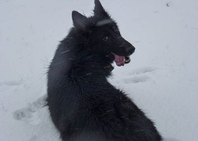 german shepherd in snow