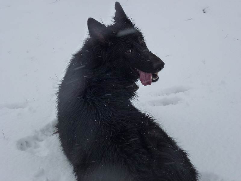 german shepherd in snow