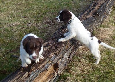 Spaniel puppies