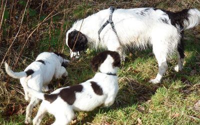 Springers spaniels