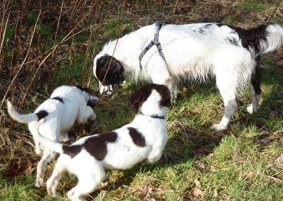 Springers spaniels