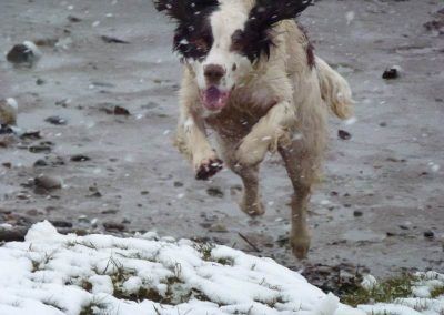 springer spaniel running in the snow