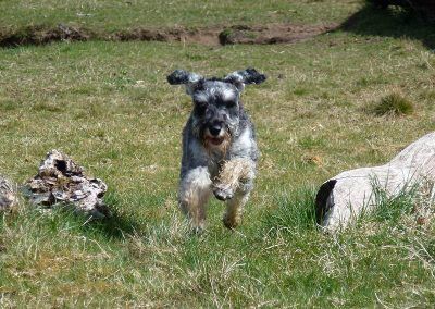 miniature schnauzer running