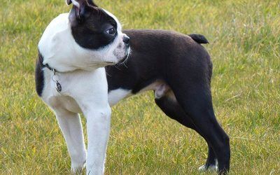 Buddy at Gleddoch golf course boston terrier puppy