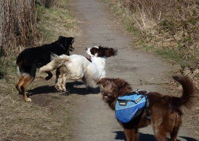 dog walking dogs