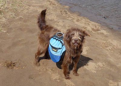 dog with ruffwear backpack