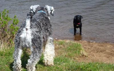 Blue has his eye on Beau! dogs on sunny beach