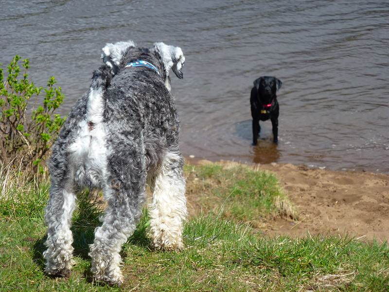 dogs on sunny beach