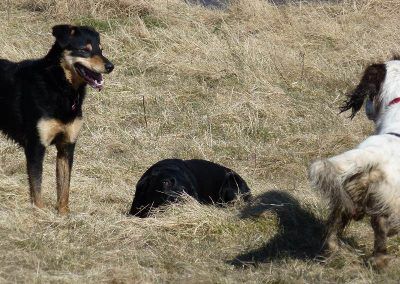 dogs playing in the sun